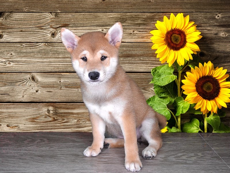 I Am Interested In This Shiba Inu