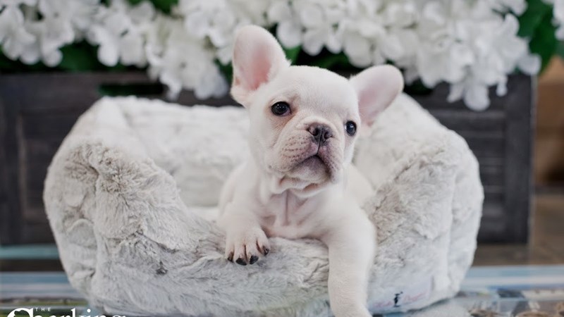 Purebred Puppies | Grand Rapids | The Barking Boutique