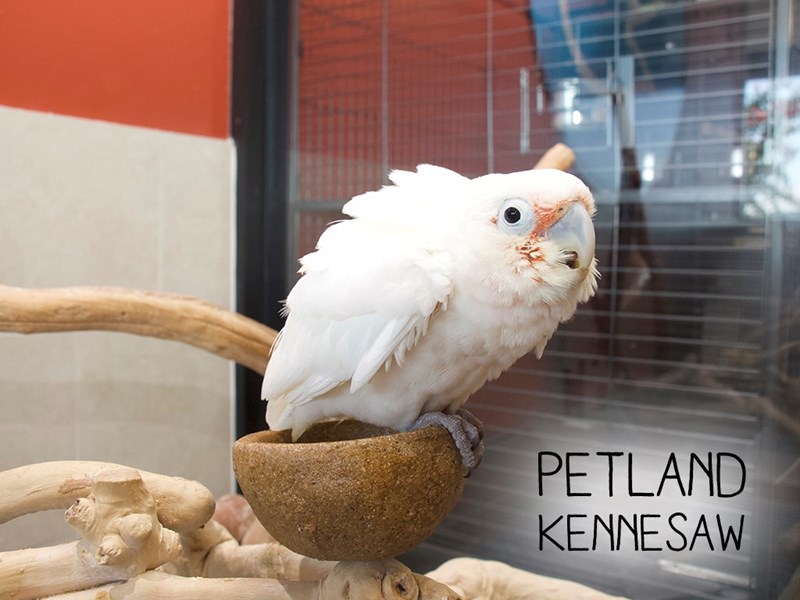 Goffin Cockatoo BIRD White ID:2110801 Located at Petland ...