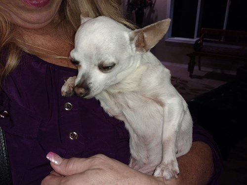 found chihuahua