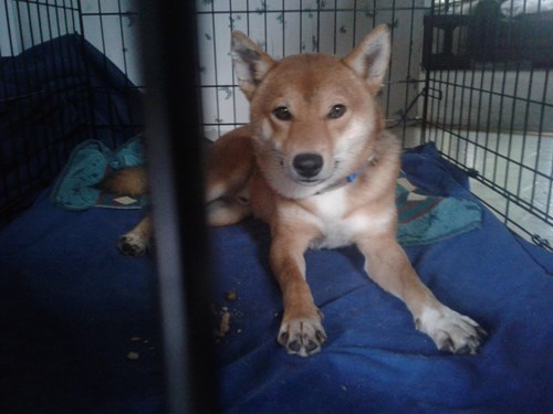 Found Dog Shiba Inu San Antonio Texas