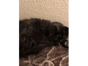 Lost Pets Near Sparks Nv