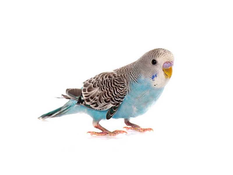 [#13330] ASSORTED COLORS Parakeet/Budgie Birds For Sale #1