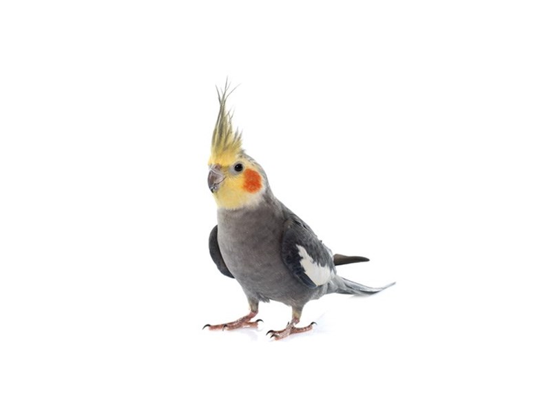 [#13363] ASSORTED COLORS Cockatiel Birds For Sale #1