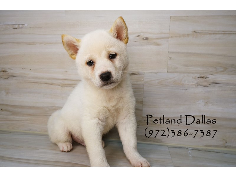 Petland Dallas Tx