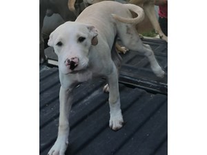 Lost Pets Near Tolleson Az