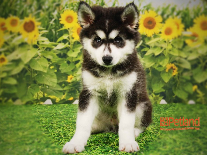 American Eskimo Dog/Siberian Husky DOG Black & White ID:2389938 Located ...