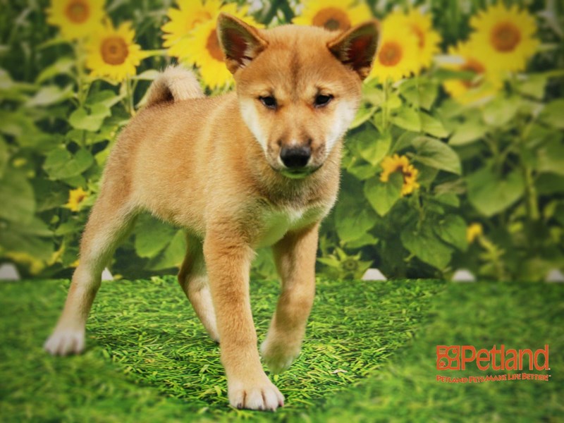 Shiba Inu DOG Brown ID:2389857 Located at Petland Iowa City