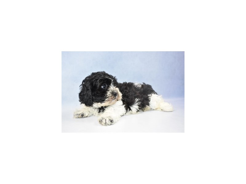 Bichon Frise/Shih Tzu DOG Black and White ID:2397942 Located at Petland ...