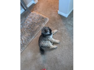 Lost Pets Near Spring Valley Nv