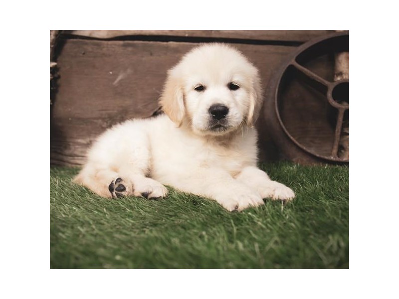 Golden Retriever Dog Light Golden Id 2409540 Located At Petland