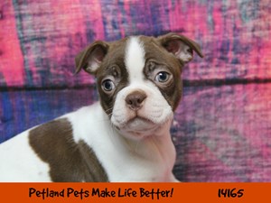 Dogs Puppies For Sale Petland Rockford Illinois Pet Store - 