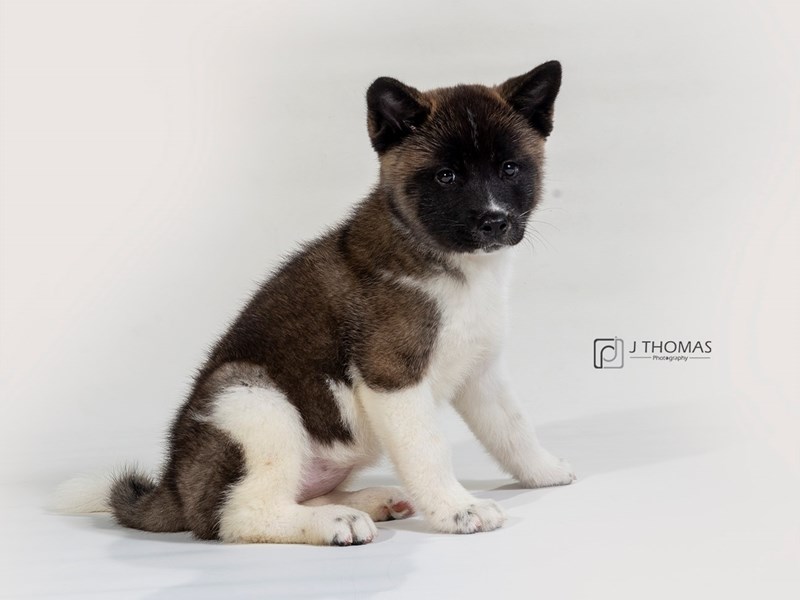 Akita DOG Silver with Black overlay ID:2435123 Located at Petland Topeka