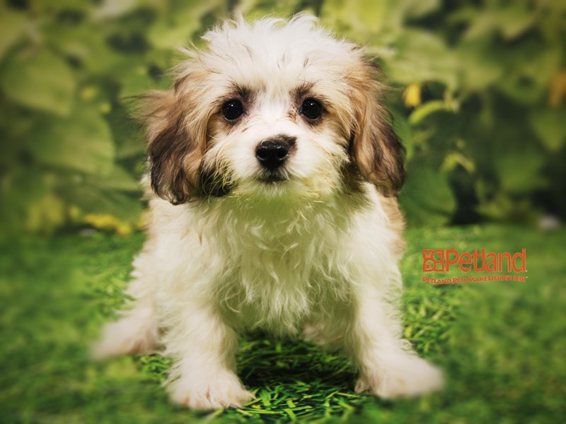 Shih Tzu DOG Tri-Color ID:2442349 Located at Petland Iowa City