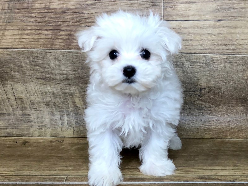 Maltese DOG White / Tan ID:2451476 Located at Petland Athens, OH