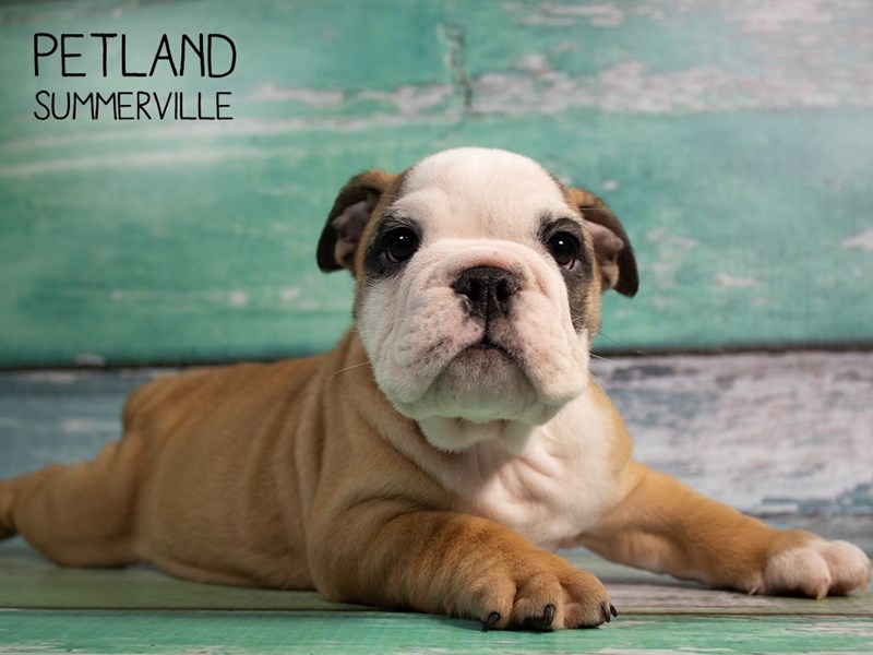 English Bulldog Dog Fawn Id2462070 Located At Petland - 