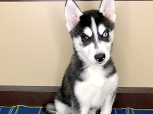 Dogs Puppies For Sale Petland Florence Kentucky