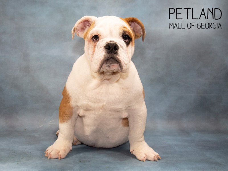 English Bulldog DOG RDPBLD ID2403077 Located at Petland