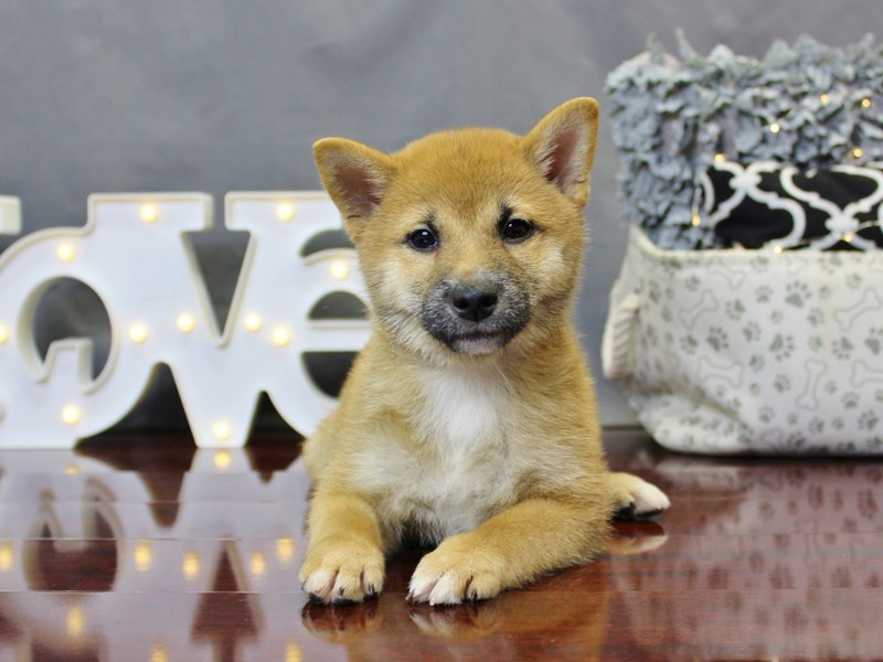 Shiba Inu Dog Red Sesame Id2497525 Located At Petland