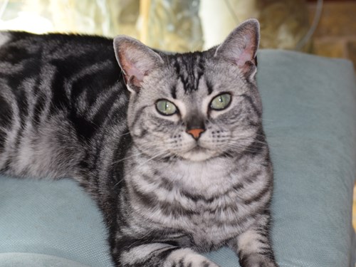 Tabby, a lost cat, is missing in South Dartmouth, MA 02748.