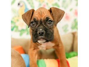 Boxer Puppies For Sale Craigslist - petfinder