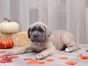 Alcor Cane Corso Home Facebook