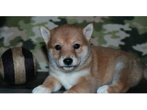 Dogs And Puppies For Sale Petland Waterford Lakes Orlando