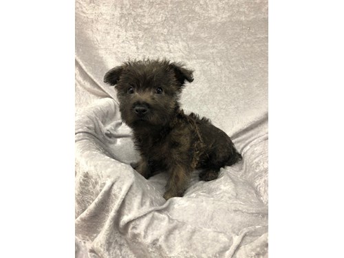 Petland Crystal Lake Available Puppies Petland Crystal