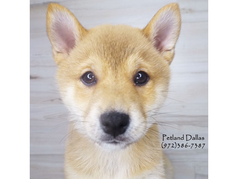 Shiba Inu Dog Sesame Id2533102 Located At Petland Dallas Tx