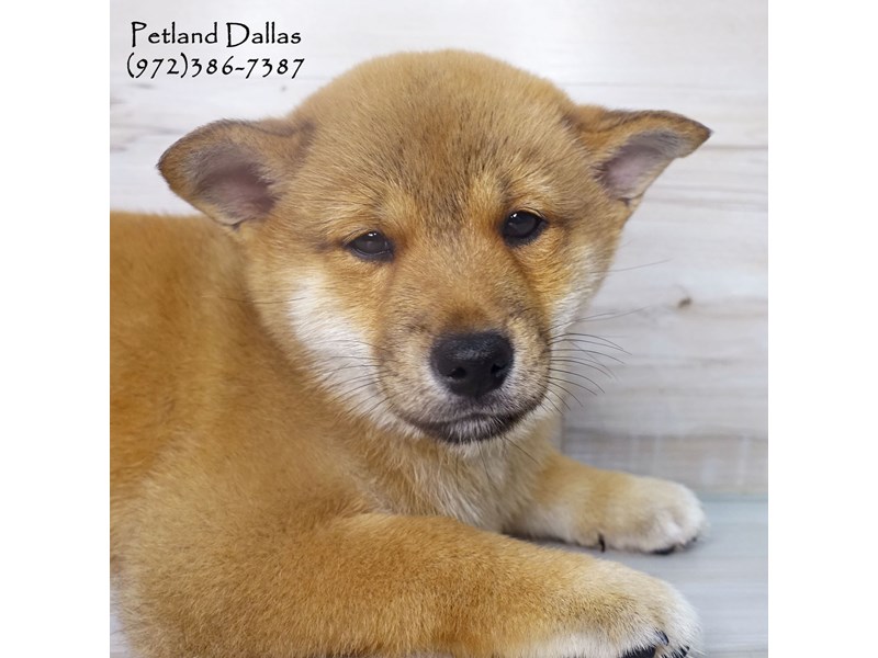 Shiba Inu Dog Sesame Id2533106 Located At Petland Dallas Tx