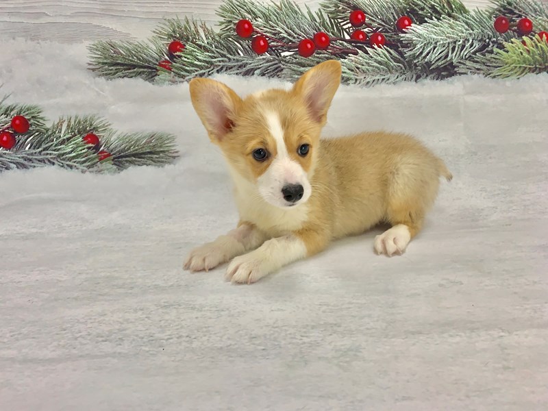 Pembroke Welsh Corgi DOG Sable ID:2531780 Located at Petland Las Vegas, NV