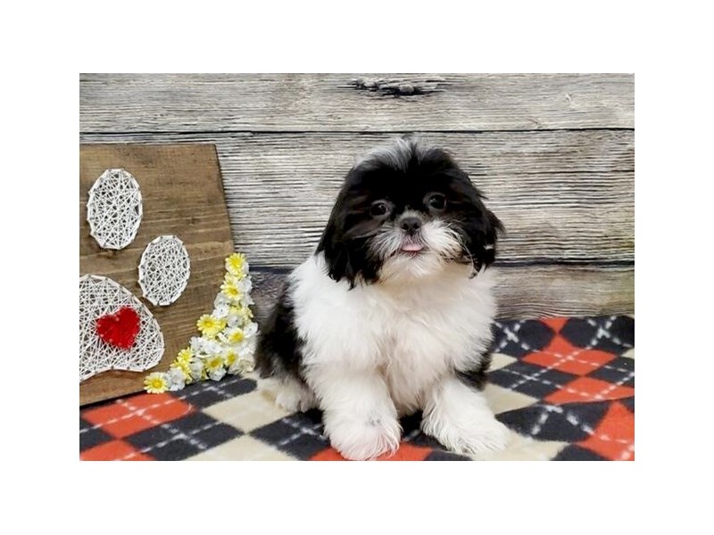 Shih Tzu Dog Black White Id 2539783 Located At Petland Strongsville