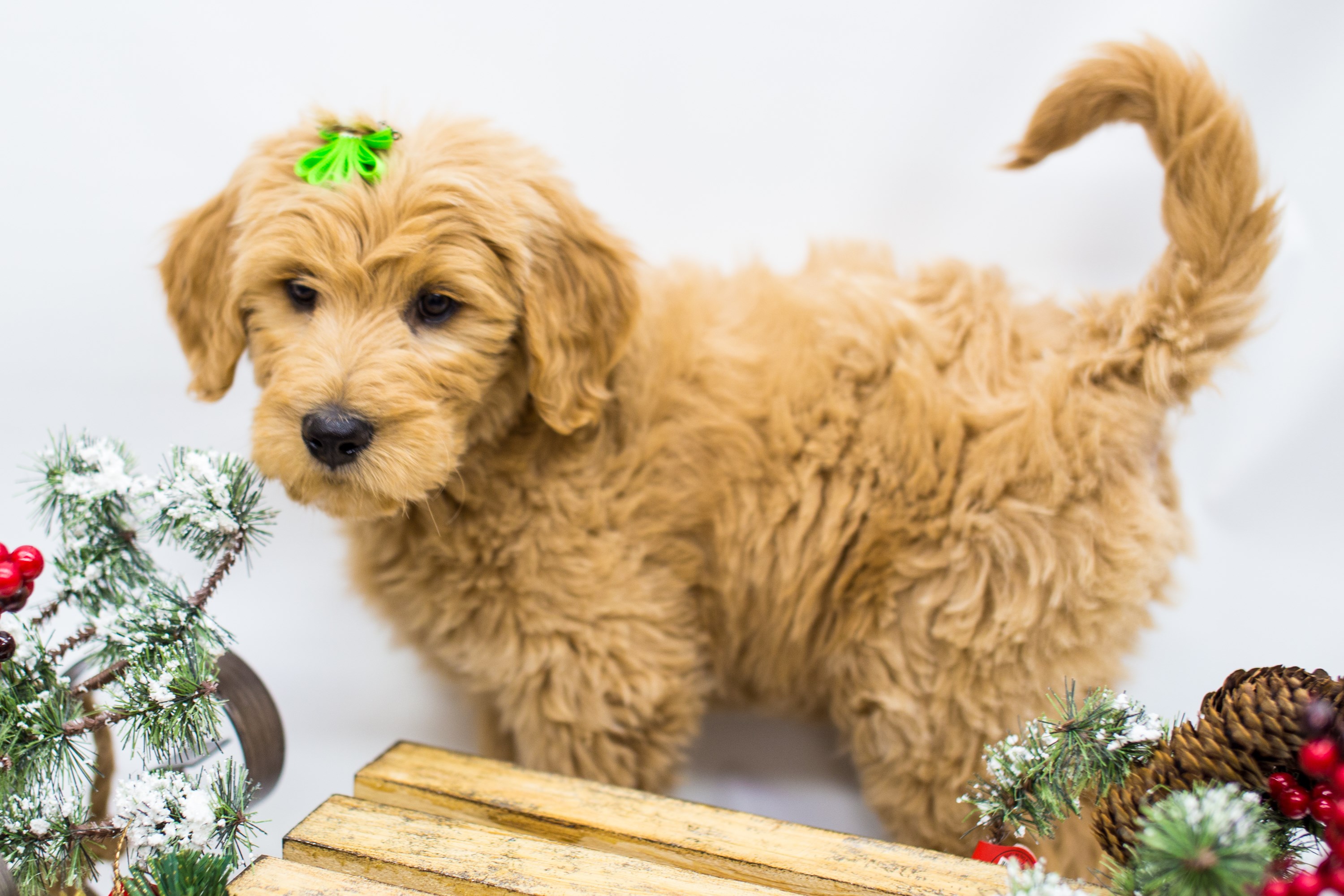 Goldendoodle