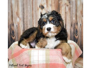 Dogs Puppies For Sale Visit Petland Fort Myers Today