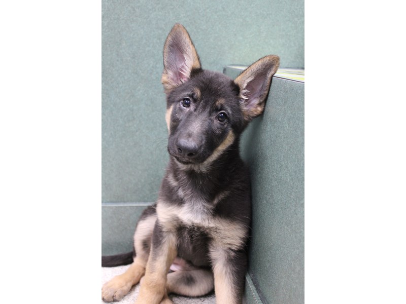 German Shepherd Dog Dog Black Tan Id 2541851 Located At Petland