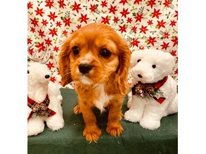 Puppies For Sale Petland Jacksonville Jacksonville