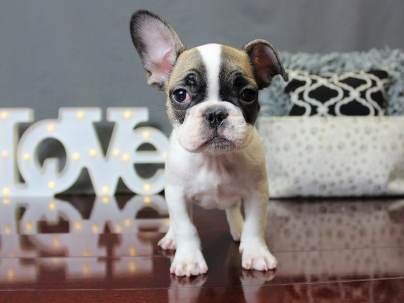 French Bulldog DOG Fawn/ White ID:2544237 Located at Petland Carriage Place