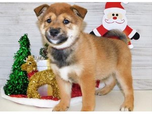 Dogs And Puppies For Sale Petland San Antonio Texas