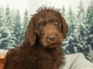 Labradoodle Puppies For Sale | Available in Tucson & Phoenix AZ