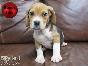 Dogs Puppies For Sale Petland Frisco Texas Pet Store