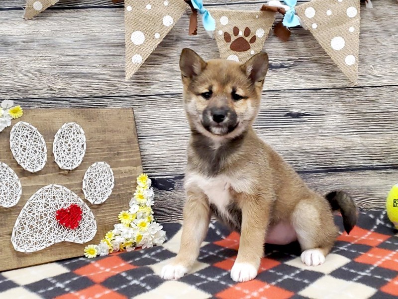 Shiba Inu Dog Red Sesame Black Id2554876 Located At