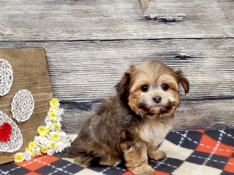 Yorkie Shih Tzu Dog Brown Id 2554874 Located At Petland Strongsville