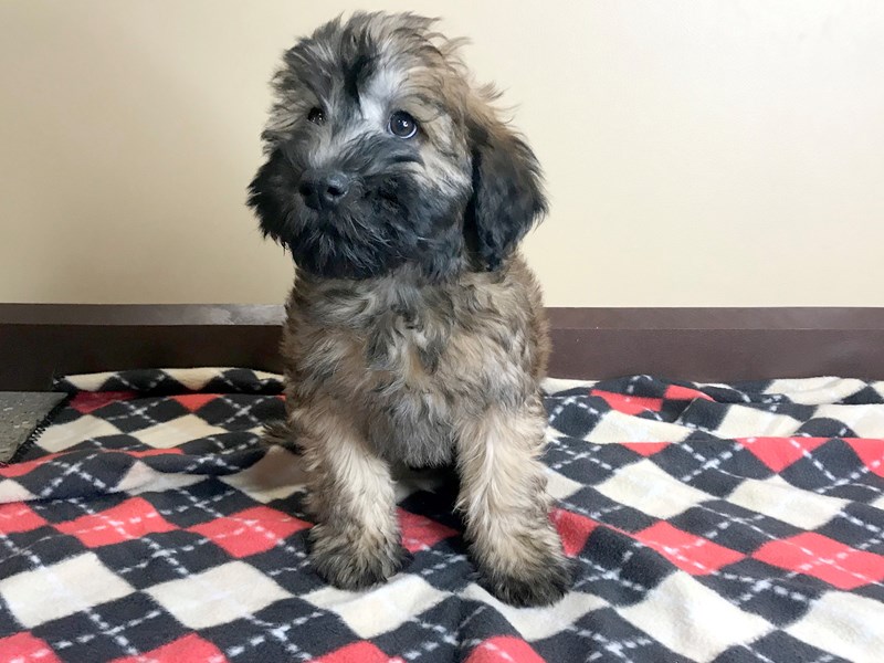 Soft Coated Wheaten Terrier Dog Wheaten Id 2555605 Located At