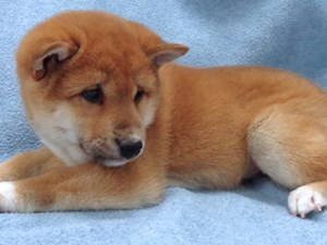 Available Puppies For Sale Heartland Pets In Erie