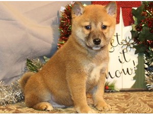 Dogs And Puppies For Sale Petland San Antonio Texas