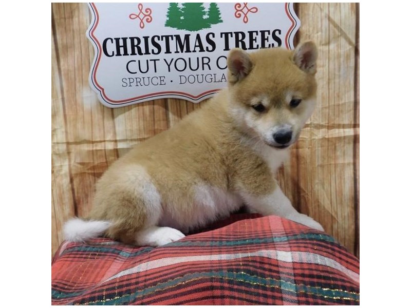 Shiba Inu Dog Red Sesame Id2565208 Located At Petland