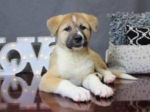Dogs And Puppies For Sale In Ohio Petland Carriage Place