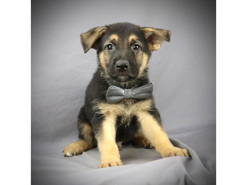 German Shepherd Dog Dog Black Tan Id 2565091 Located At Petland