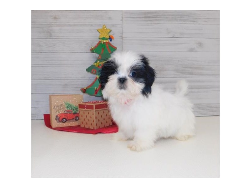 Shih Tzu Dog Black White Id 2569141 Located At Petland