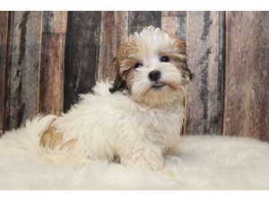 Puppies And Dogs For Sale Petland Round Lake Beach Illinois